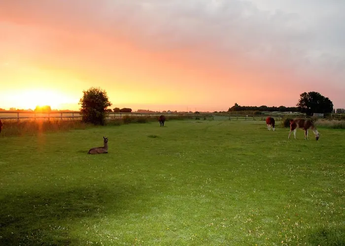 Glamping With Llamas