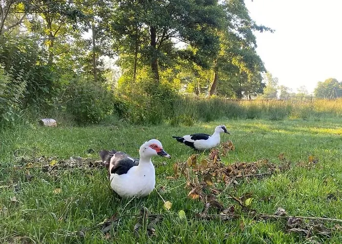 Pipowagens bij Pannenkoekenrestaurant&Camping De Koppenjan 'Een uniek verblijf met kinderspeelboerderij'