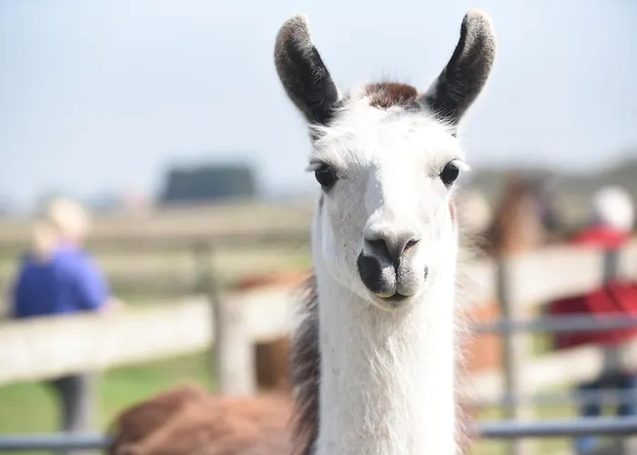 Glamping With Llamas